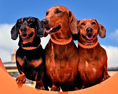 Thursday news quiz: Dachshunds, Dave Ball, drag acts and data disasters