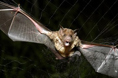How tiny drones inspired by bats could save lives in dark and stormy conditions