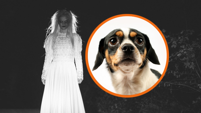 A bridge in Scotland has been killing dogs for decades, locals blame the misery of a ghostly ‘White Lady’