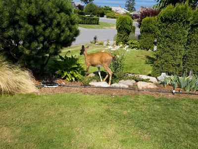 The luxury effect: why you’ll find more wildlife in wealthy areas – and what it means for your health