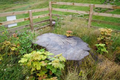 Sycamore Gap tree stump caged in netting to prevent tributes harming regrowth