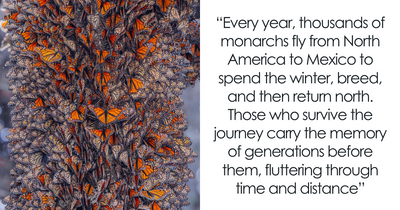 What It’s Like To Stand Among Hundreds Of Thousands Of Monarch Butterflies In Mexico (35 New Pics)