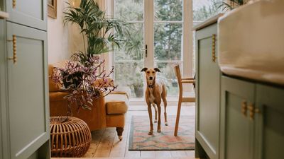 Pet Doors Don’t Just Let Your Furry Friends In, They Let the Cold In Too – 5 Lasting Fixes to Stop Drafts for Good