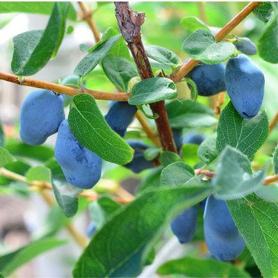 How to grow honeyberries – they’re one of the easiest fruits to grow, but hardly anyone knows it!
