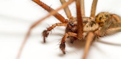 What do spiders really get up to on Halloween?