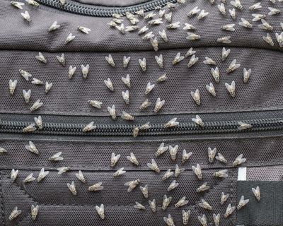 My lord, the flies: what’s driving the sudden explosion in numbers across Sydney?