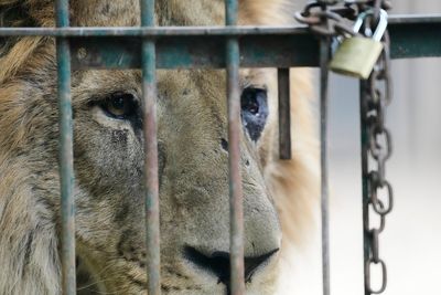 Dozens of neglected animals at notorious zoo finally being rescued