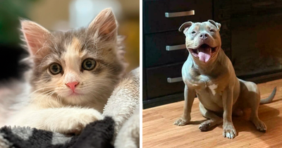 87 Soul-Soothing Photos Of Adopted Pets To Bring The Instant Warm Fuzzies (October Edition)