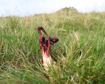 Country diary: A hellish fungus, foul of stench and spindly of finger