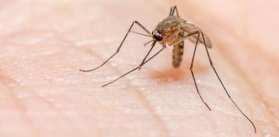 Ending malaria in Papua: Why oral communication matters as much as medicine