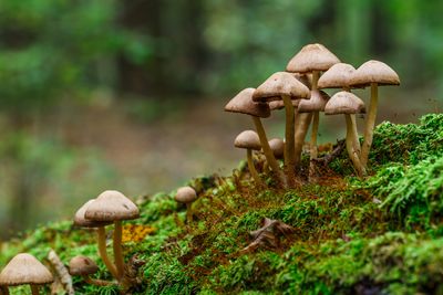 5 Wild Edibles to Forage in October