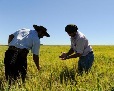 Cancer, lung disease, miscarriages: are Uruguay’s rice workers paying too high a price to bring in the crop?