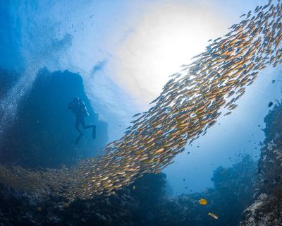 ‘We must protect and we must understand’: using shipwrecks to rebuild fish populations