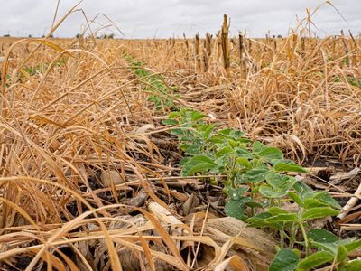 How Cover Crops Boost Spring Yields