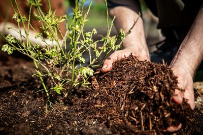 11 Mulching Mistakes That Can Suffocate Roots