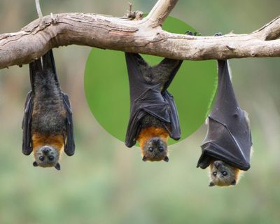 Bats in the ’burbs: how to give nature’s nighttime acrobats a helping hand