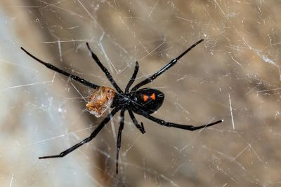 Expert warns deadly Black Widow spiders could invade UK