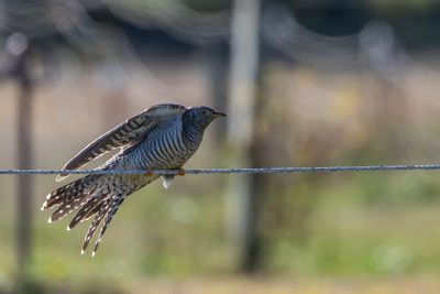 ‘Common cuckoo’ sighting draws people from across the country as experts are left baffled over how bird got to US