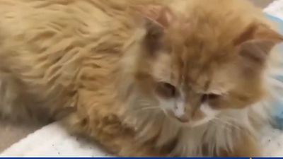 Cat walks 12 miles to reunite with his family after being abandoned. Instead of a warm welcome, they try to have him put down