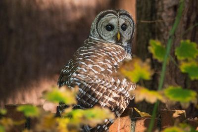 Senate declines to halt plan to kill off half-million barred owls by Fish and Wildlife Service