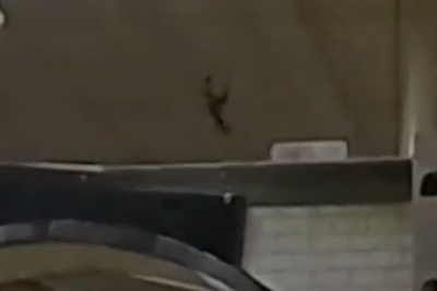 Pet monkey in diaper sparks chaos in Texas Halloween shop