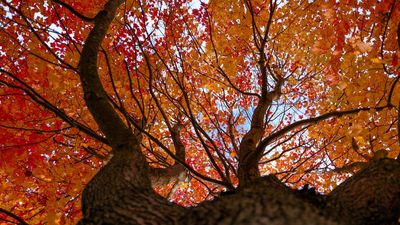 I photographed the fall colors with a compact camera. This is the feature that I missed the most
