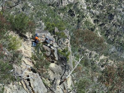 Gumnuts, baby! How two abseiling horticulturalists rescued specimens from an endangered tree