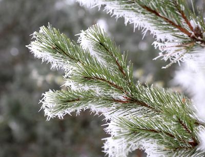 Stop Frost Heave from Killing Young Trees — Here’s the Fix