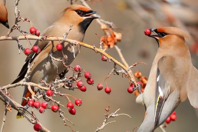 Plant These Berries for a Winter Feast for Birds