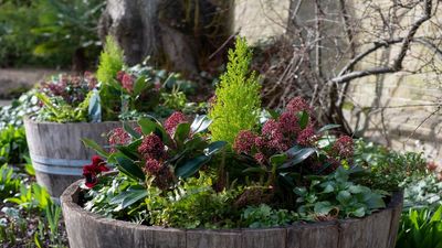 Containers Starting to Look a Little Worse for Wear? Garden Designers Share 5 Simple Yet Stylish Ways to Spruce Them Up for Winter