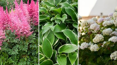The best plants for wet gardens: 5 flowers and flora that thrive in water-logged soil
