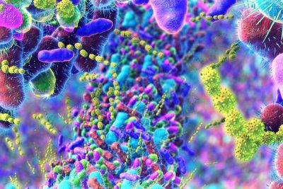 Could the bacteria in our guts help to shape our personalities?