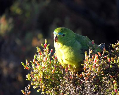 Australia must put politics aside and pass nature laws that benefit the economy and the environment. We owe it to our kids
