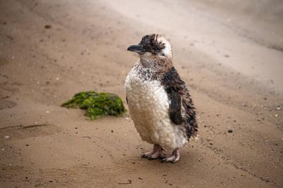 St Kilda’s little penguin colony to be ‘cherished and protected’ as free public tours return at long last
