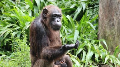 Chimps 'think about thinking' in order to weigh evidence and plan their actions, new research suggests