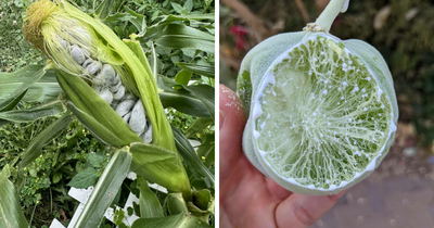50 Times People Had No Clue What Plant They Were Looking At, But The Internet Knew What It Was Right Away (New Pics)