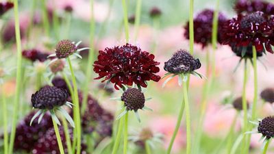 Best Plants for a Fall Cutting Garden – Flower Farmers Share Sumptuous Picks for Dazzling DIY Bouquets in all Hardiness Zones