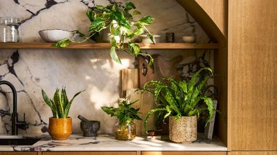 Light Therapy but for Your Houseplants — Here's How to Keep Yours Happy As the Days Get Shorter and Darker