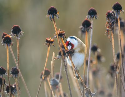 The Case for Leaving Seed Heads: Beauty, Birds, and Free Food