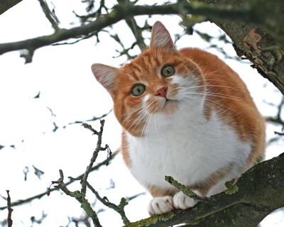 More pets being abandoned in England as food and vet bills soar, say charities