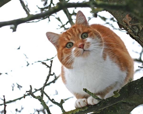 Firefighters and charities report rise in animal rescue callouts in England