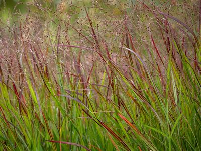 Why Ornamental Grasses Should Stay Standing Until Spring