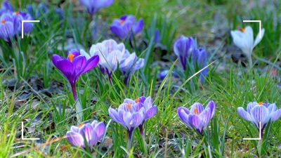 Sarah Raven presents a strong case for planting spring bulbs in the lawn this season – could you be persuaded?