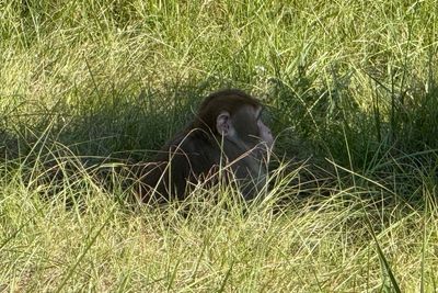 Mississippi woman kills monkey that escaped from overturned truck outside her home: ‘I did what any other mother would do’