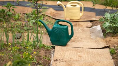 People are using the 'cardboard method' to prepare garden beds for the winter — here's how it works