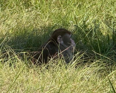 Mississippi woman fatally shoots monkey escaped from overturned truck