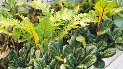 Whether for Quick Crops or Spring Harvests, Here are 7 Vegetables to Plant in November – Plus the Best Varieties to Sow
