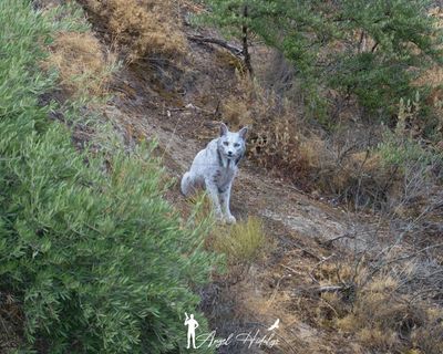 Rare white Iberian lynx captured on film in Spain by amateur photographer