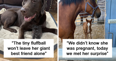 50 Times Animals Were Too Pure For This World (New Pics)