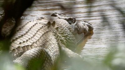 Massive crocodile taken to Steve Irwin’s Australia Zoo despite traditional owners’ anger over removal